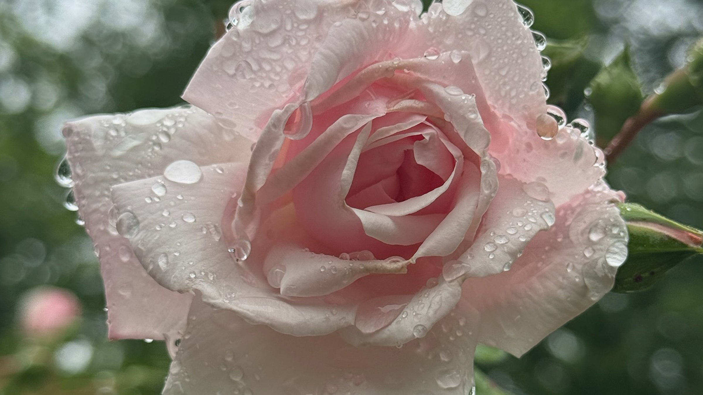 Pink rose with water droplets against a blurred green background