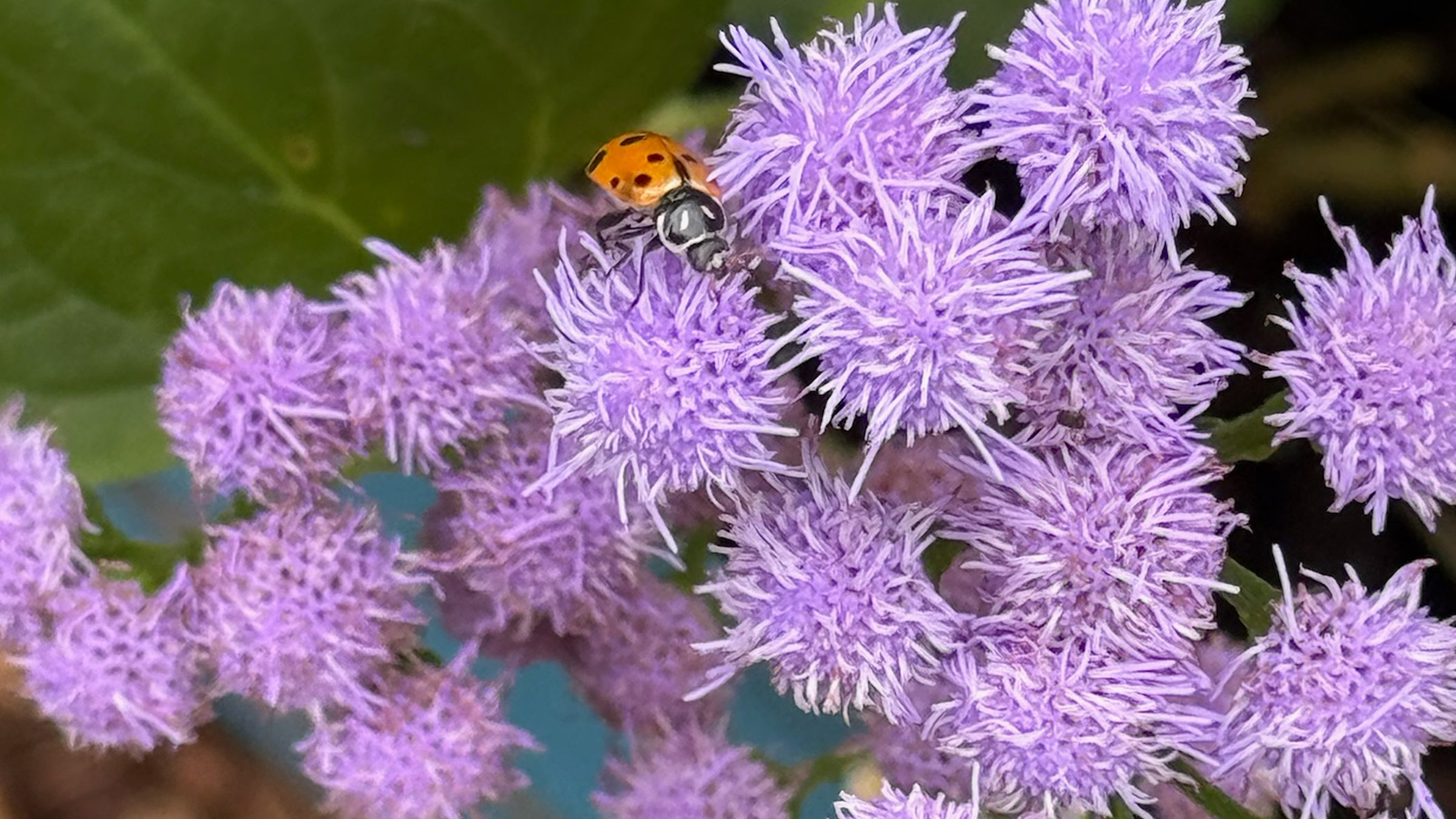 Lady bug on a purple flower with a blurred green background